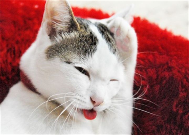 可愛い舌　猫17